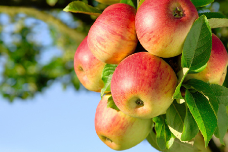 果贱伤农阿根廷果农广场免费发水果以示抗议