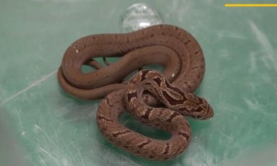 日本新干线内惊现蟒蛇逼停列车(图)-新华网