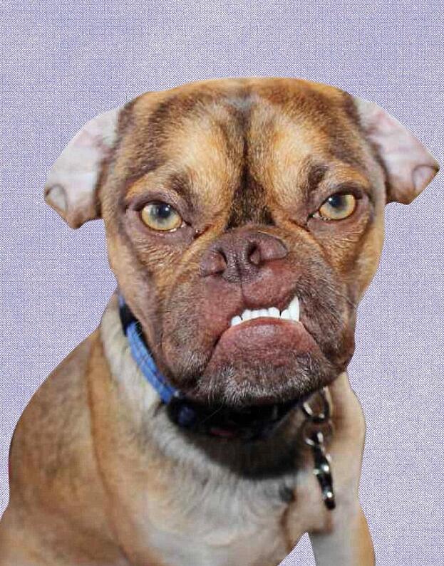 宠物狗因长相丑陋成网红 被称最不爽的狗(组图)