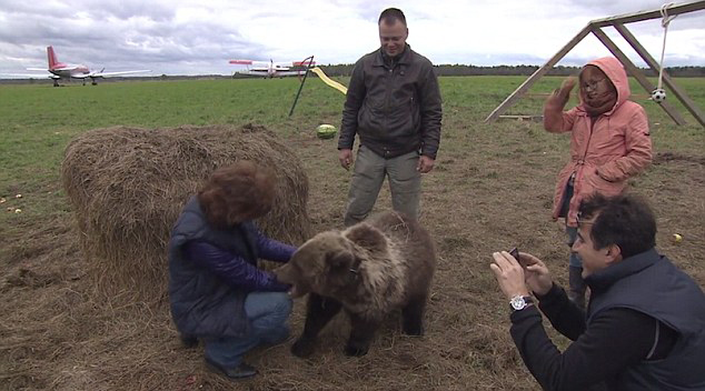 俄罗斯机场一熊崽与人亲近 憨态可掬(图)