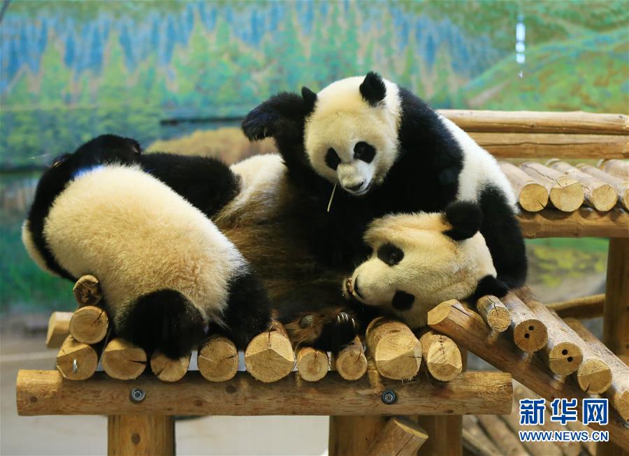 （国际）（5）加拿大出生的龙凤胎熊猫宝宝欢庆周岁