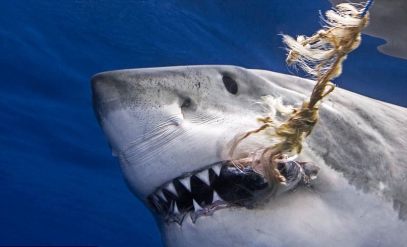 澳洲大白鲨袭击图片