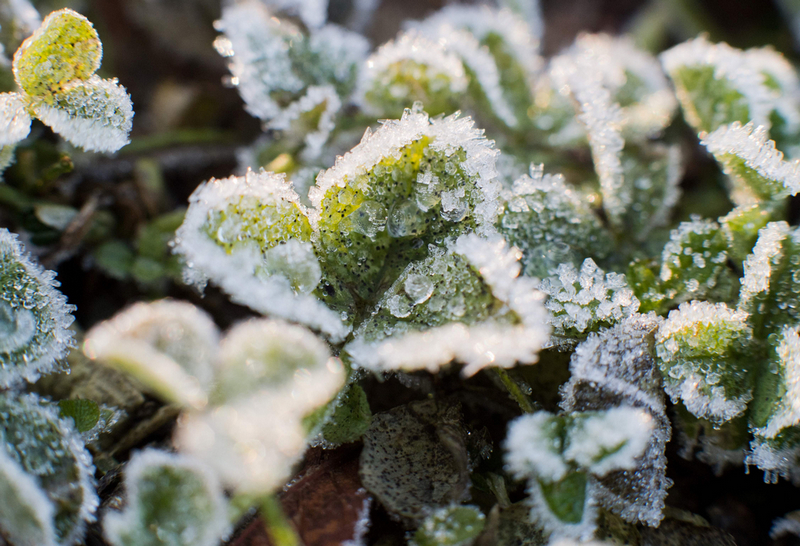 德国多地霜冻天气树叶结霜晶莹唯美组图