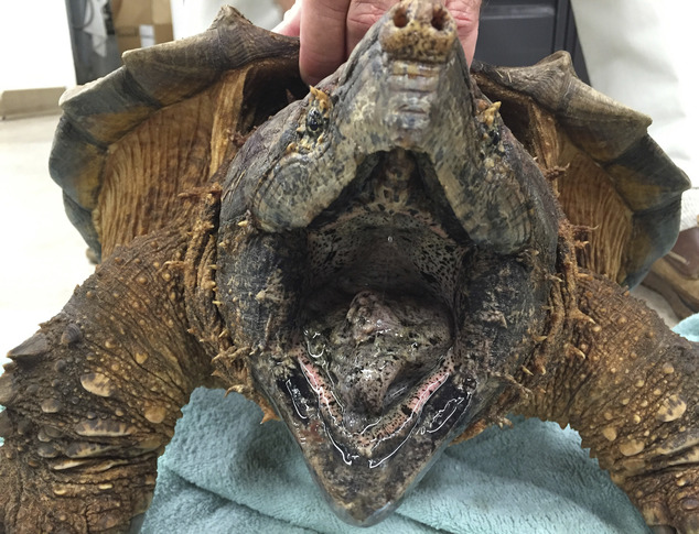 美48斤重稀有大鳄龟被救出下水道逐渐恢复健康(组图)