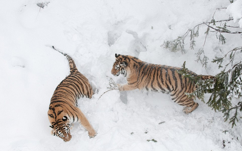瑞典两雄性老虎为争伴侣雪地激烈争斗组图