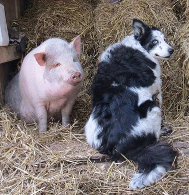 英猪宝宝哀痛离世牧羊犬好友令人动容组图