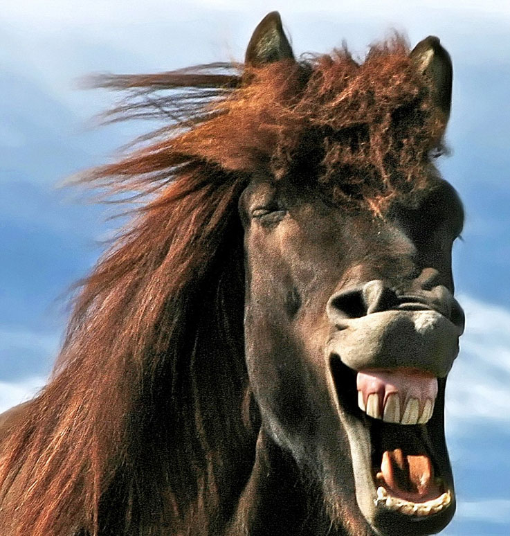 冰岛野马微笑相拥展现纯真友爱组图