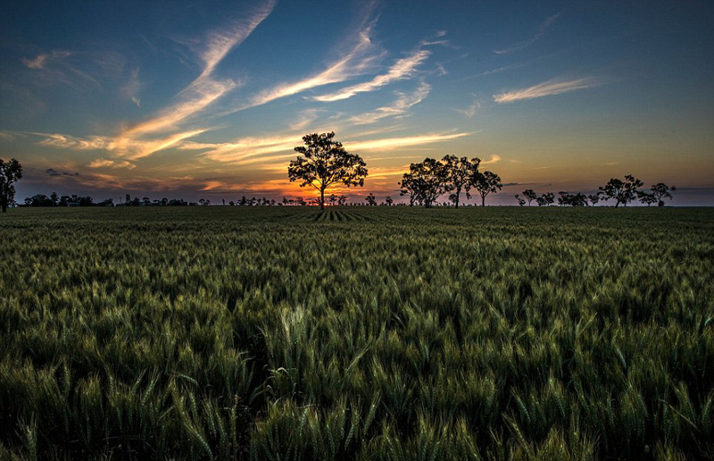 昆士兰州有名的沙丘区拍摄了一系列罕见的绿洲照片,照片中的风景绝美