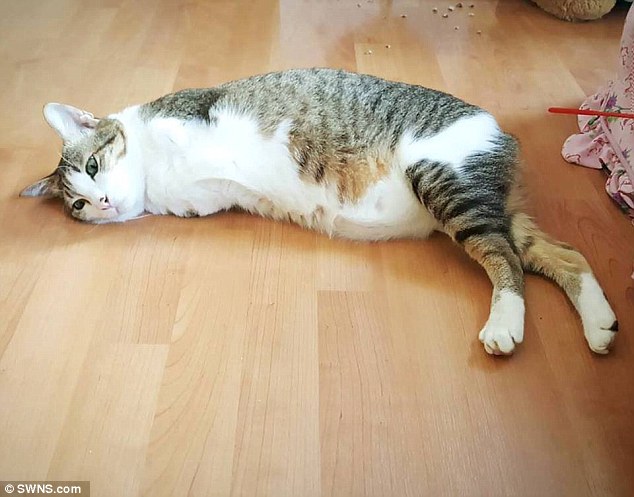 高压电击不减生命力泰国两腿猫跑跳行动自如组图