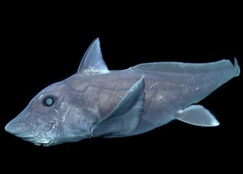神秘&ldquo;鬼鲨&rdquo;在北半球首次曝光研究员：发现是运气