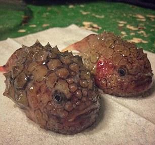 千奇百怪的各种鱼走红网络 保证你一个都没见过-新华网