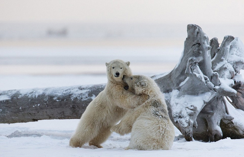 萌翻!阿拉斯加两北极熊崽打架嬉戏(组图)