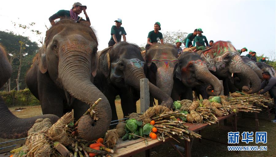 (国际)(4)尼泊尔大象节