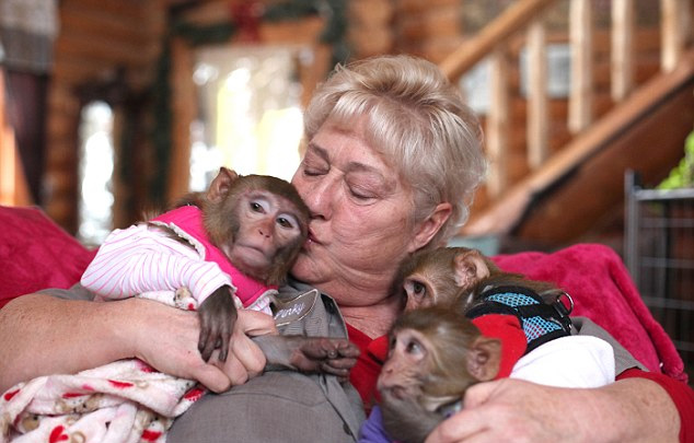 美女子给6只小猴当妈 喂奶换尿布教手语(组图)