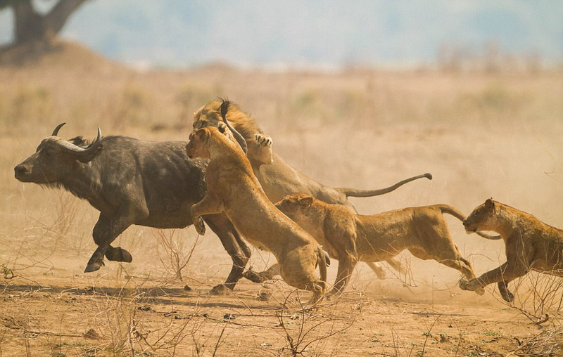照片中,一群狮子猎杀了一头怀孕的水牛,并残忍吞食了它和它未出生的小