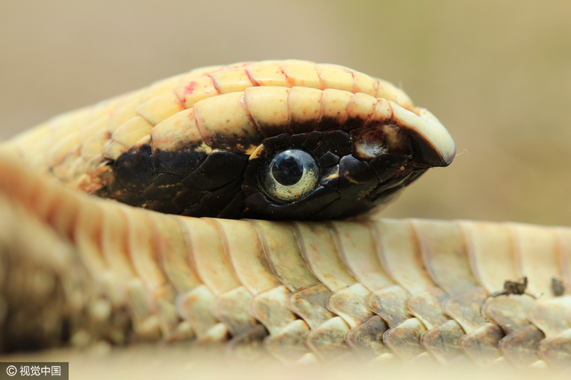 当地时间2016年4月25日,美国德克萨斯州scurry,一条东方猪鼻蛇以精妙