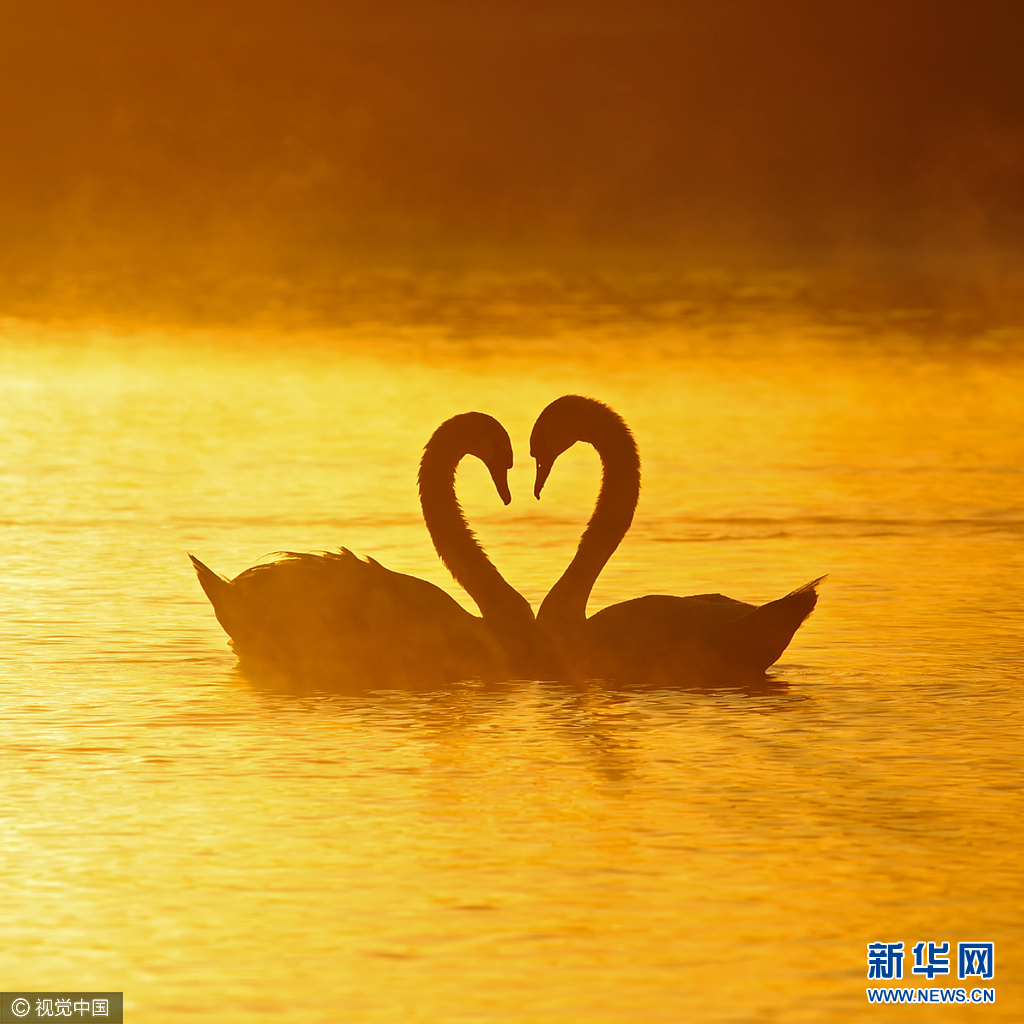 克罗地亚两天鹅互生爱意摆心形单身天鹅冷眼旁观组图