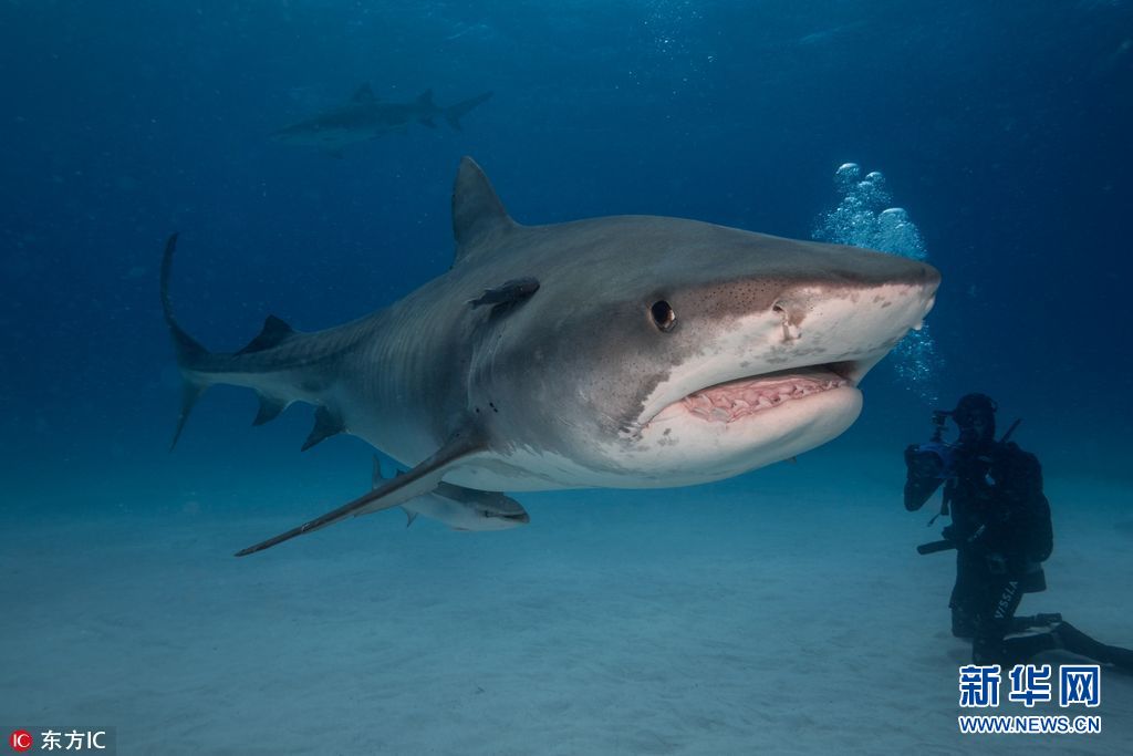 大巴哈马岛虎鲨任潜水员"挑逗" 907斤庞然大物秒变小萌宠(组图)