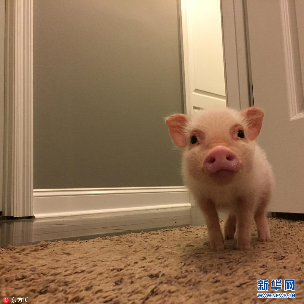 美国迷你猪靠卖萌成偷心贼吸粉无数走红网络组图