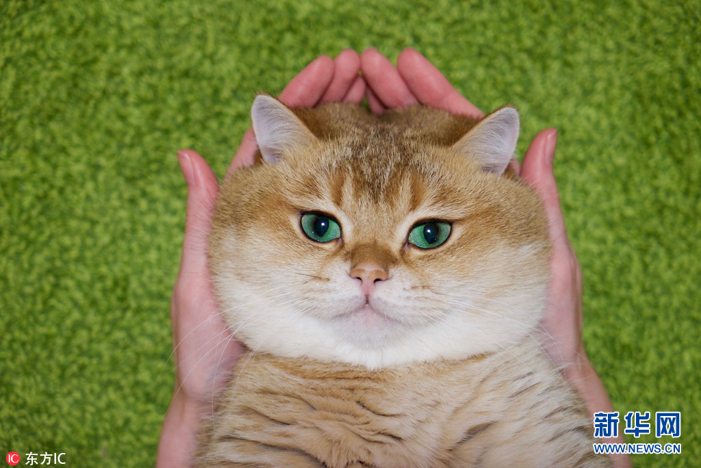 如果你喜欢《穿靴子的猫》,那你肯定会喜欢这只叫奥斯科的橘猫