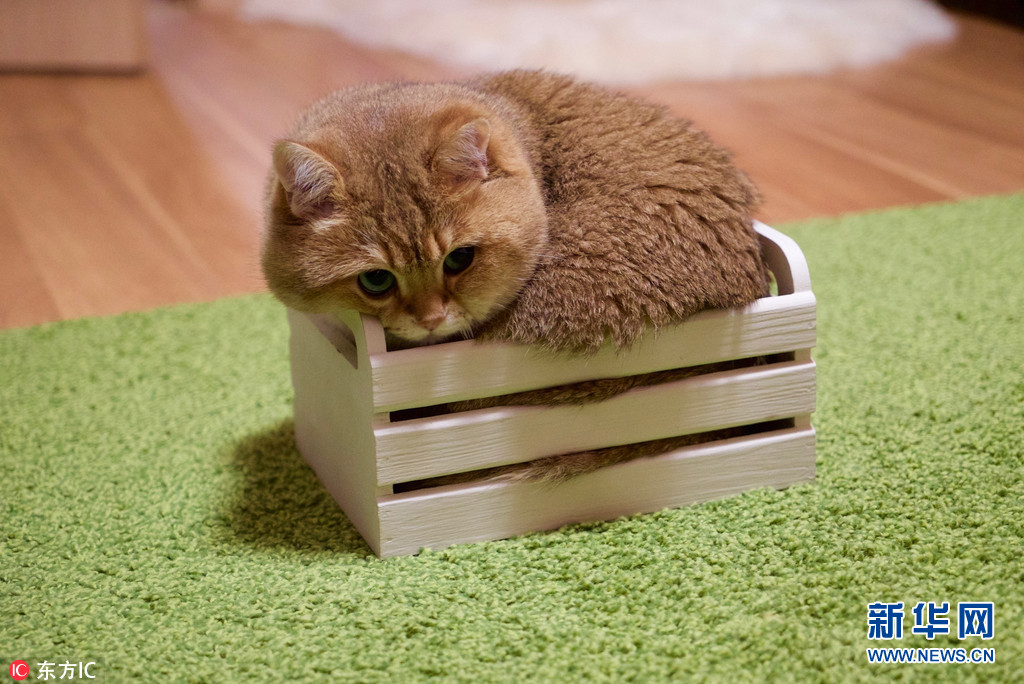 俄罗斯小胖猫爱钻箱子水汪汪大眼睛吸粉无数组图