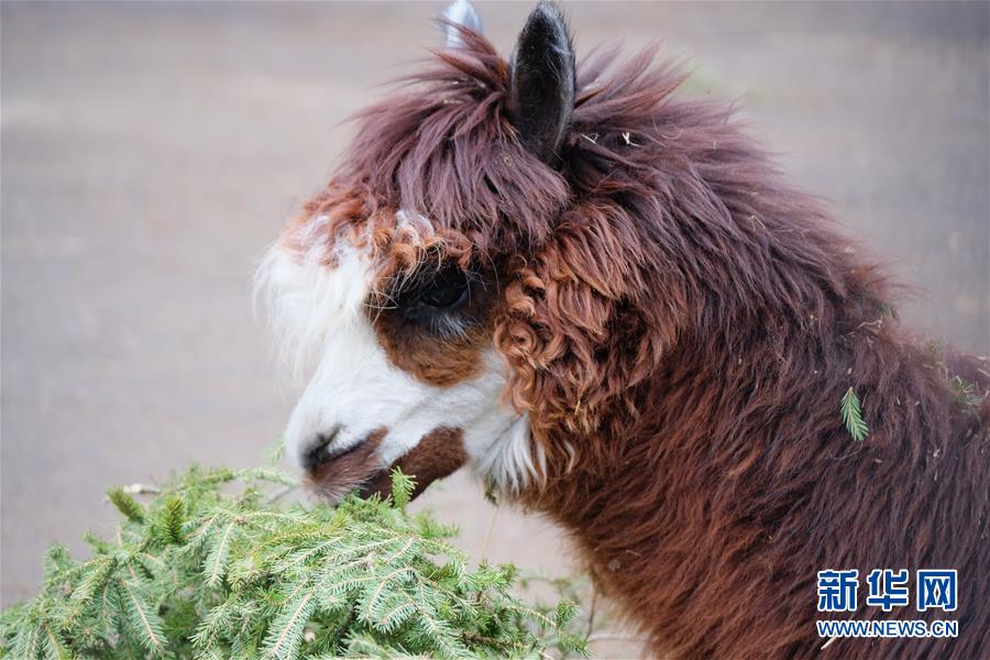[5]（外代二线）莫斯科动物园