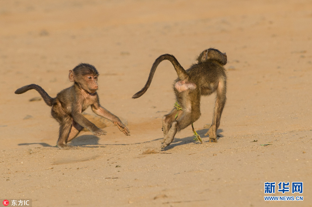 南非两只小狒狒斗舞手舞足蹈十分滑稽组图