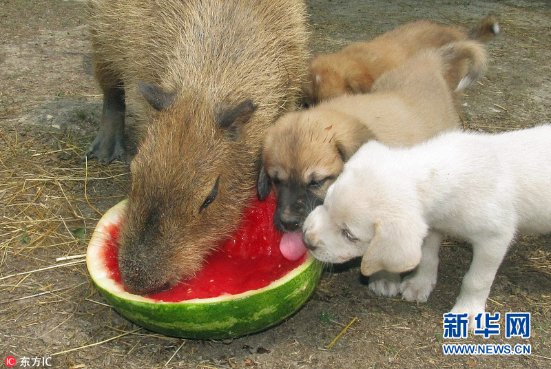 美国小水豚扮演博爱妈妈 跨界照顾小动物们暖化了(组图)