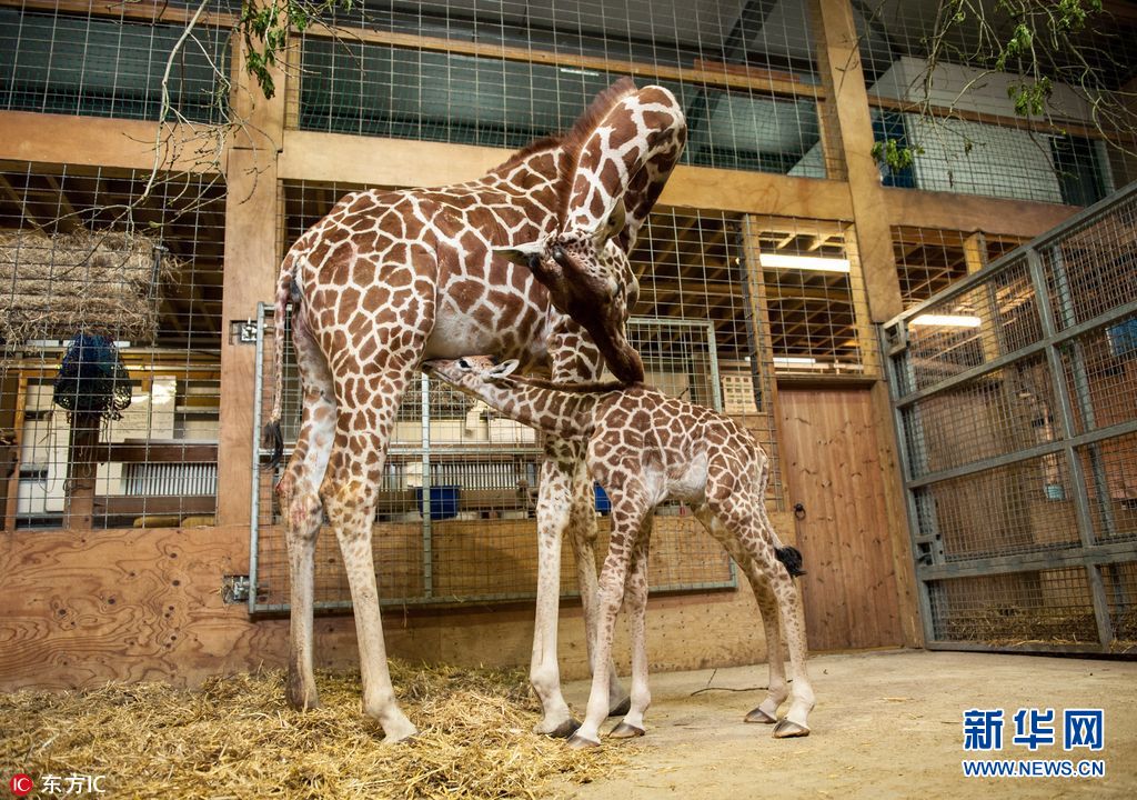 英动物园长颈鹿妈妈亲吻宝宝母子情深温馨感人组图