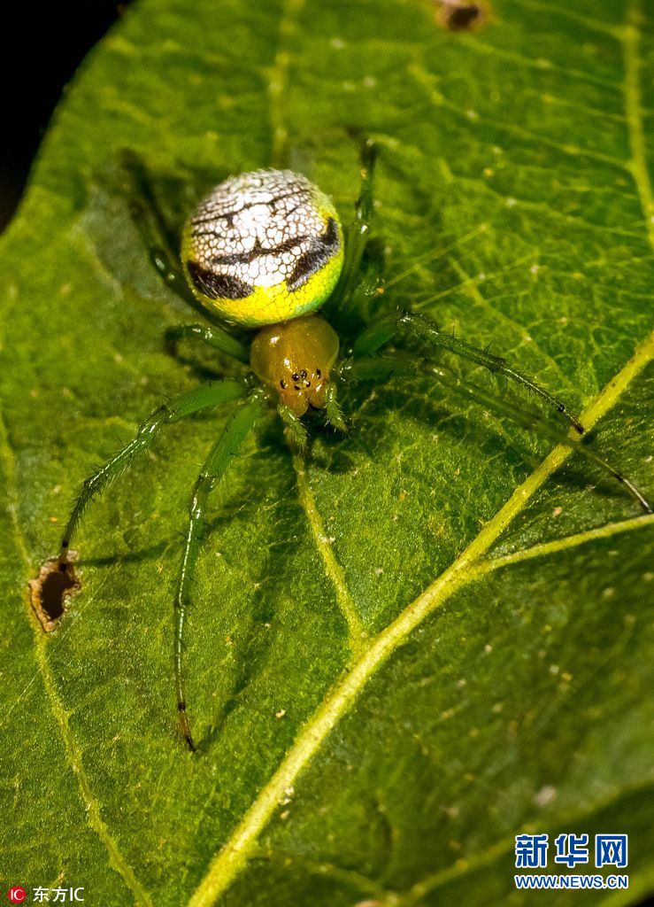 澳洲摄影师捕捉罕见蜘蛛外形奇特似外星人组图