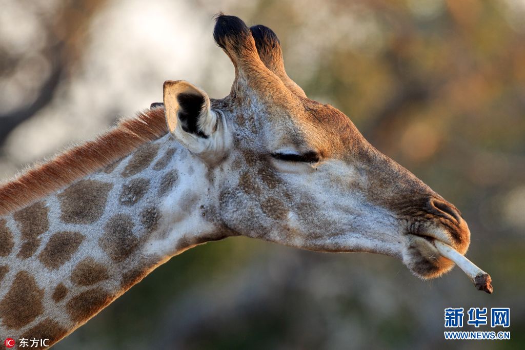 盘点动物界烟鬼吞云吐雾表情滑稽组图