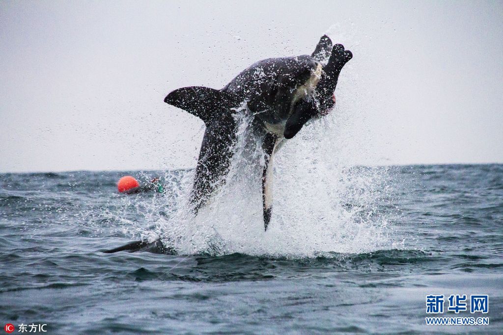 实拍南非大白鲨破水而出生吞饵食凶猛霸气组图