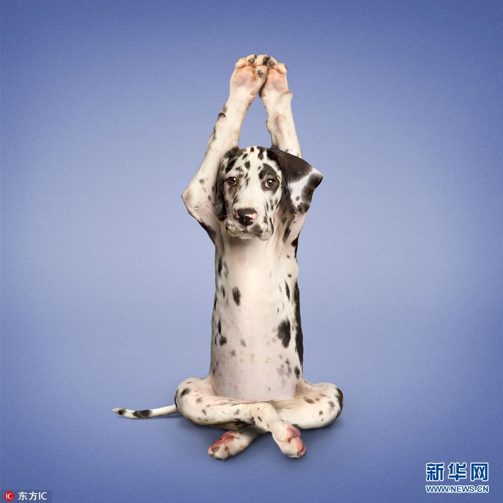 原来动物也是瑜伽界高手 这姿势太销魂!(组图)