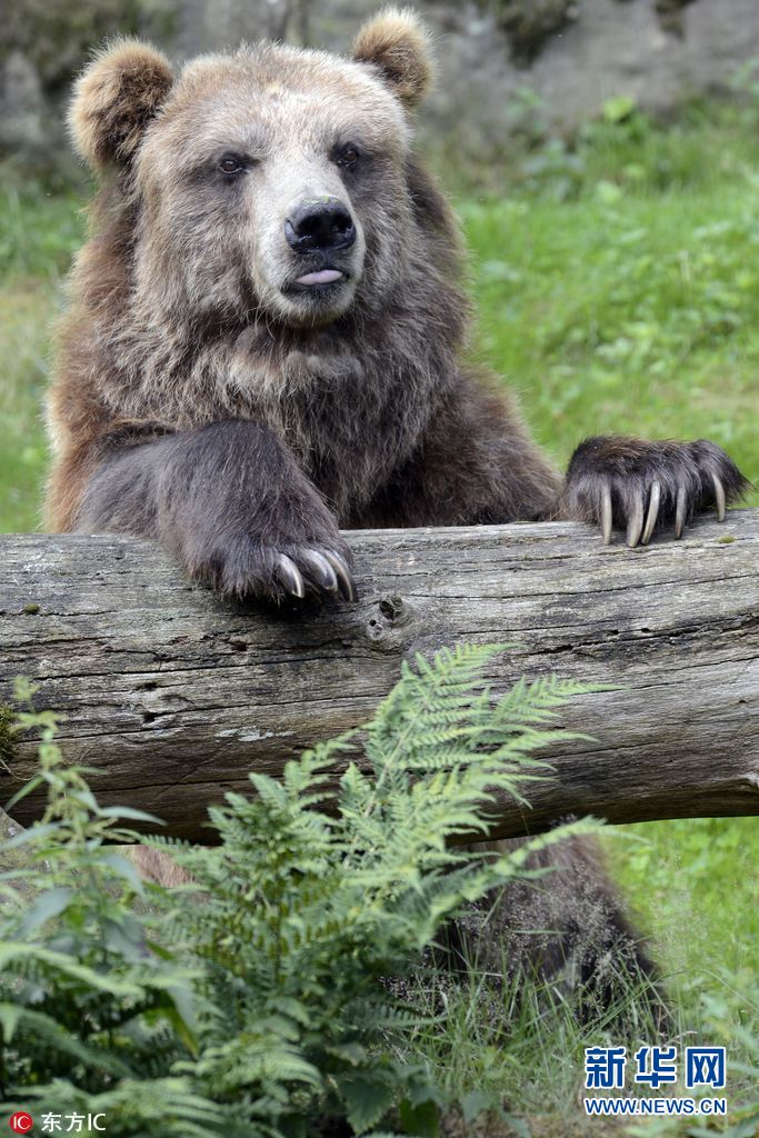 捷克动物园大灰熊抱树吐舌 感觉自己萌萌哒(组图)