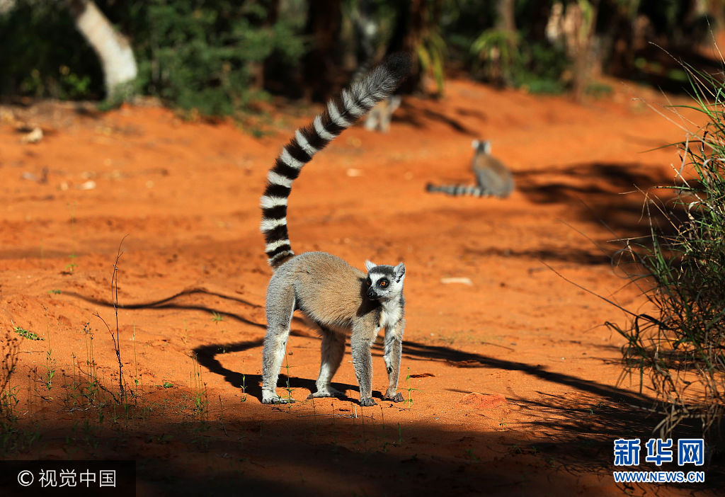 ***_***当地时间2017年8月5日，在马达加斯加佛多凡白兰地保护区公园拍摄的环尾狐猴。环尾狐猴还有一种嗜好，是喜欢聚在一起晒太阳，朝着太阳摊开四肢，使温暖的阳光洒满胸部、腹部、两臂和大腿，因此马达加斯加人又称它们为&ldquo;崇拜太阳的动物&rdquo;。分布于非洲马达加斯加岛南部和西部的干燥森林中，生活在疏林裸岩地带。环尾狐猴被列入《濒危野生动植物种国际贸易公约》CITES附录Ⅰ中，禁止在国际间的交易。