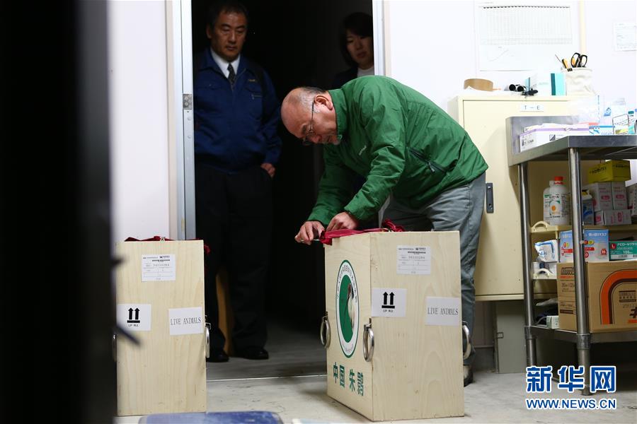（国际）（4）中国提供的一对朱鹮抵达日本佐渡朱鹮保护中心