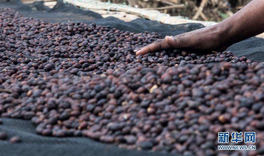 （国际）（2）从埃塞俄比亚塔普到中国广东&mdash;&mdash;咖啡豆的&ldquo;一带一路&rdquo;之旅