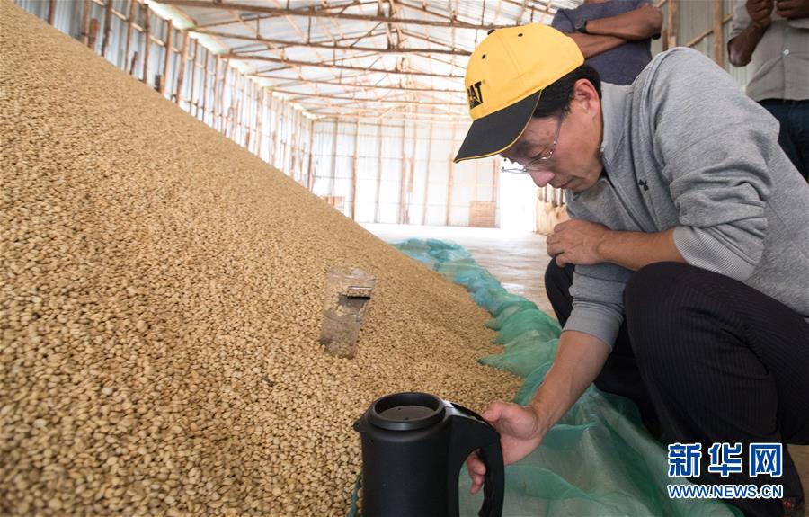 （国际）（7）从埃塞俄比亚塔普到中国广东&mdash;&mdash;咖啡豆的&ldquo;一带一路&rdquo;之旅
