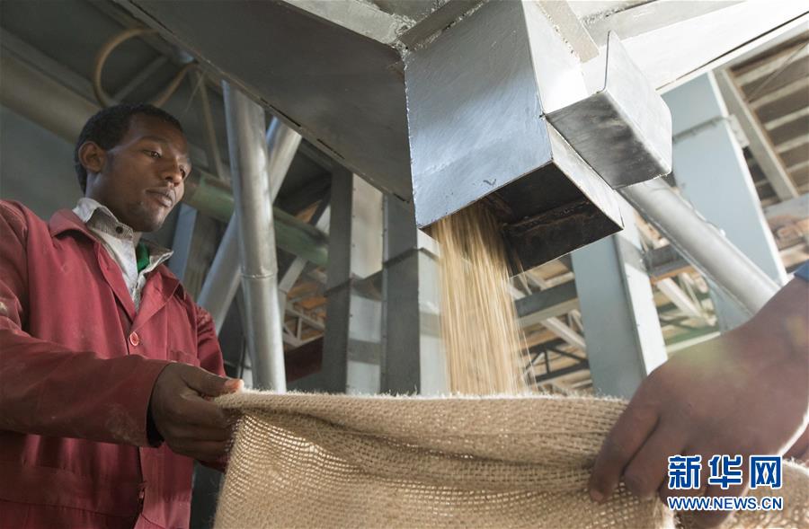 （国际）（9）从埃塞俄比亚塔普到中国广东&mdash;&mdash;咖啡豆的&ldquo;一带一路&rdquo;之旅