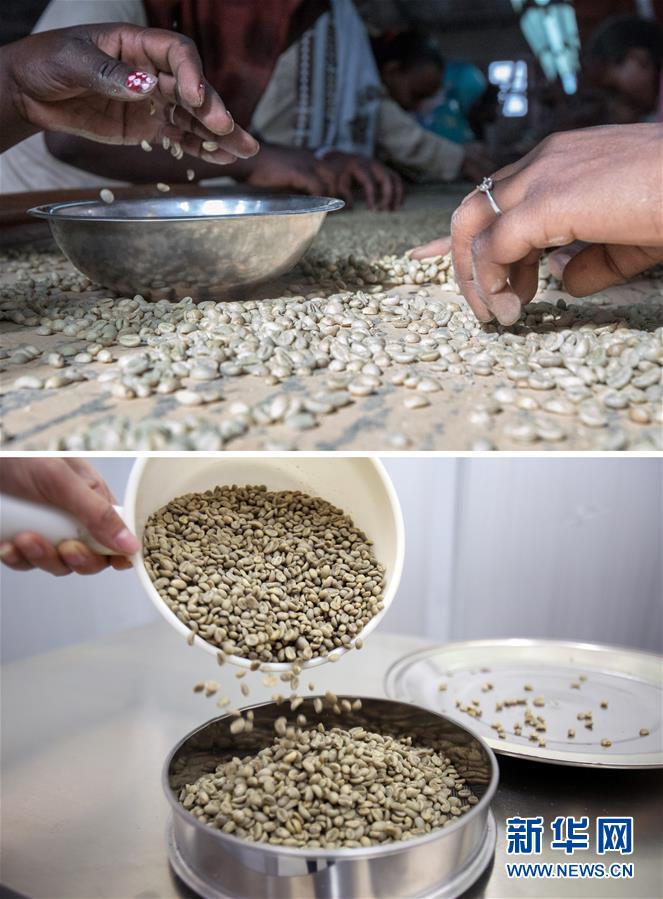 （国际）（11）从埃塞俄比亚塔普到中国广东&mdash;&mdash;咖啡豆的&ldquo;一带一路&rdquo;之旅