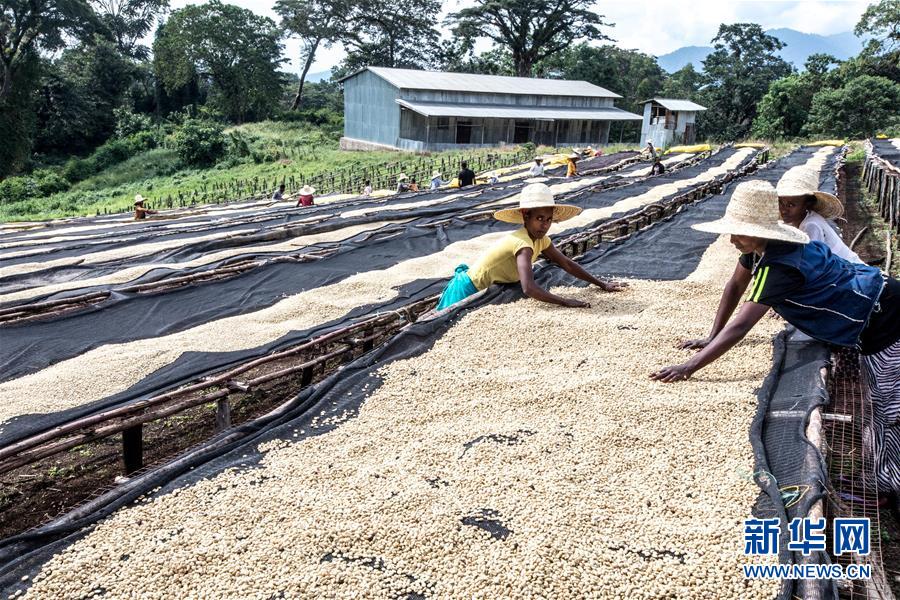 （国际）（4）从埃塞俄比亚塔普到中国广东&mdash;&mdash;咖啡豆的&ldquo;一带一路&rdquo;之旅