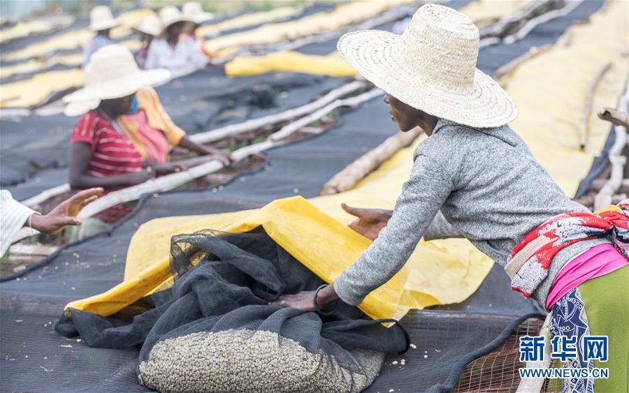 （国际）（6）从埃塞俄比亚塔普到中国广东&mdash;&mdash;咖啡豆的&ldquo;一带一路&rdquo;之旅