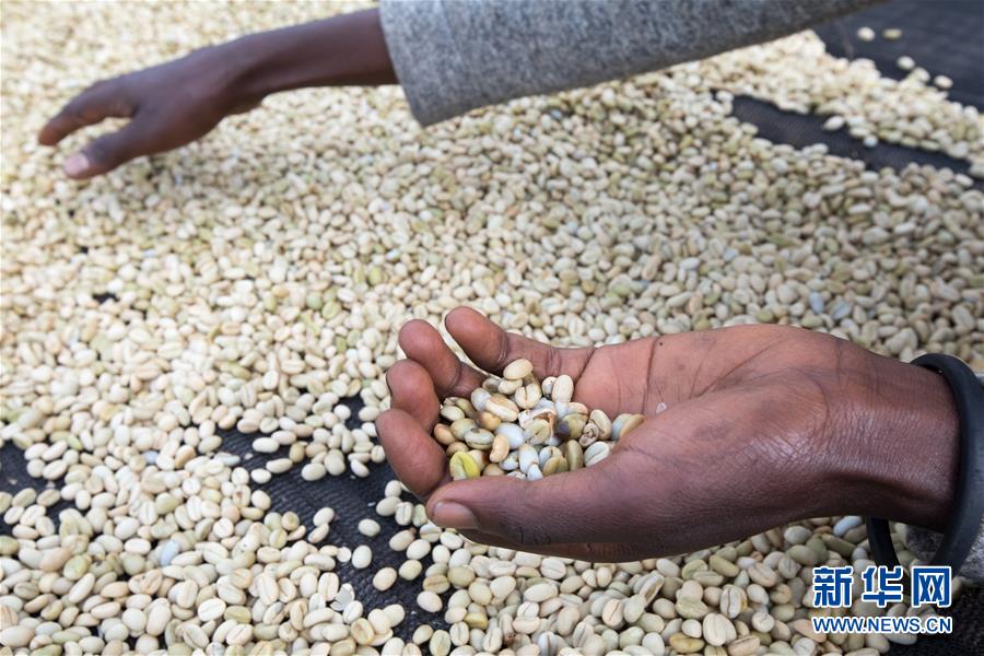 （国际）（5）从埃塞俄比亚塔普到中国广东&mdash;&mdash;咖啡豆的&ldquo;一带一路&rdquo;之旅