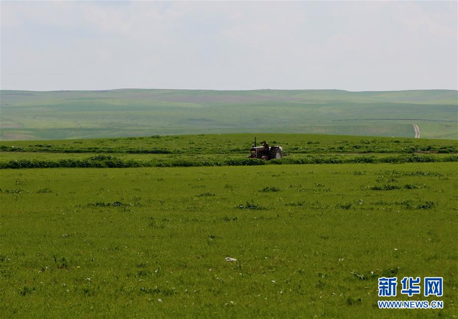 （国际&middot;图文互动）（5）萨利赫家的麦田又绿了&mdash;&mdash;重建灌溉系统为伊拉克返乡民众带来生机