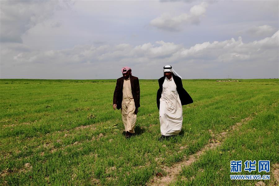 （国际&middot;图文互动）（6）萨利赫家的麦田又绿了&mdash;&mdash;重建灌溉系统为伊拉克返乡民众带来生机