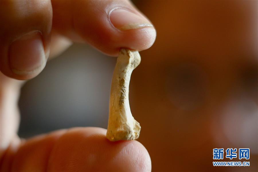 （国际&middot;图文互动）（5）国际科研团队在菲律宾发现新的古人类物种