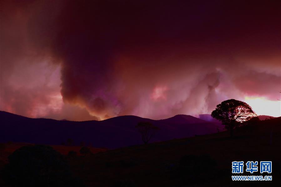 （国际）（5）堪培拉遭遇林火威胁