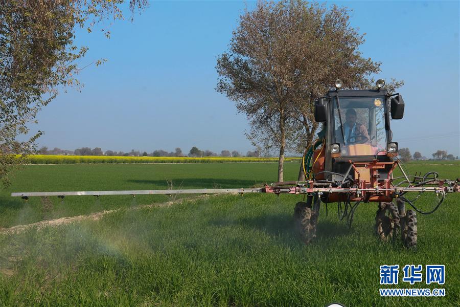 （国际）（1）印度北部蝗灾肆虐