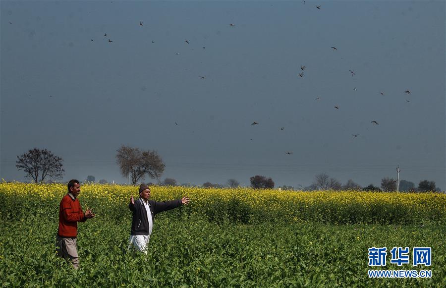 （国际）（2）印度北部蝗灾肆虐