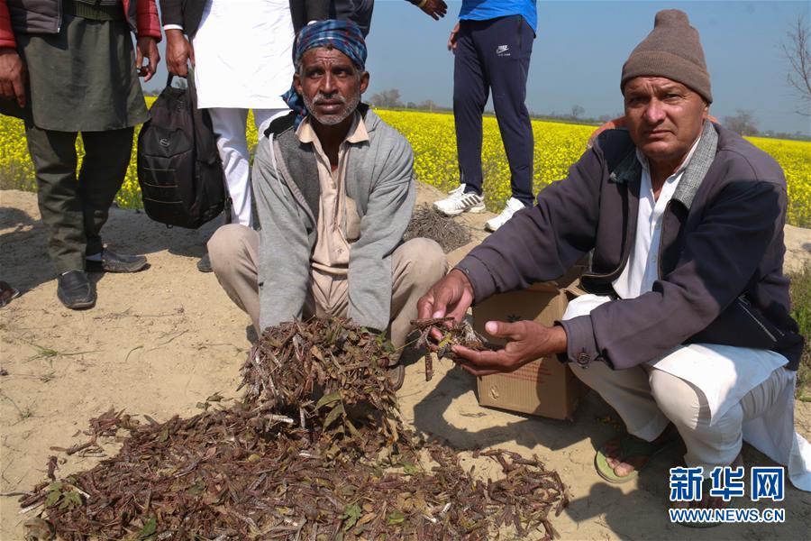 （国际）（3）印度北部蝗灾肆虐